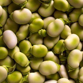 Growing Broad Beans at the Allotment