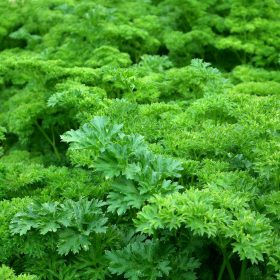 Growing Chervil at the Allotment