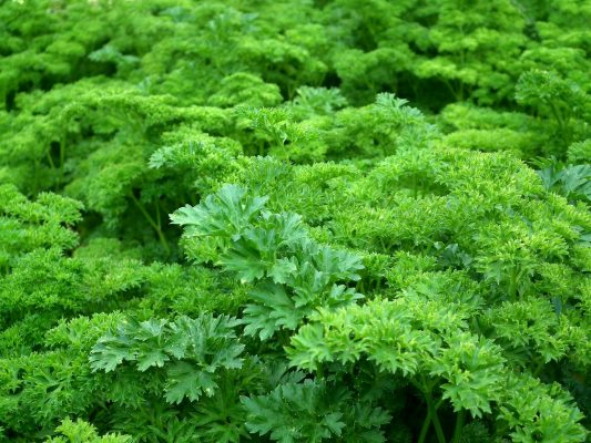 Growing Chervil at the Allotment